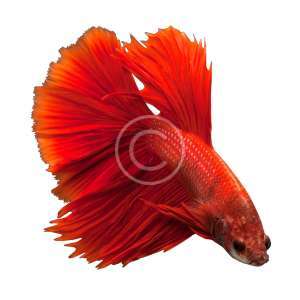 Half Moon Betta Fish
