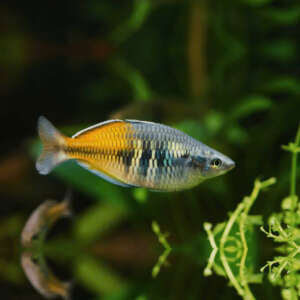 Thạch Mỹ Nhân Boesemani "Seta"