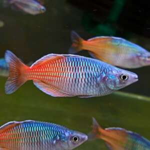 Boesemani Rainbowfish