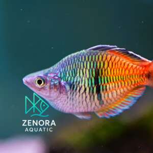 thạch mỹ nhân semin short