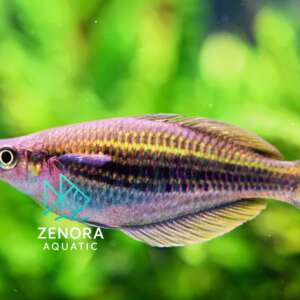 cá cầu vồng lengguru