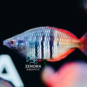 cá cầu vồng thạch mỹ nhân Uter