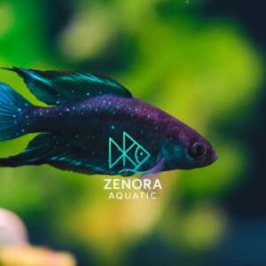 Cá Killi Chacoensis