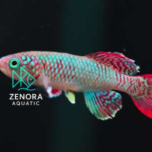 cá killi eggersi blue