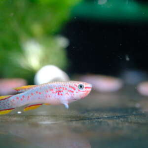Cá Killi Gardneri