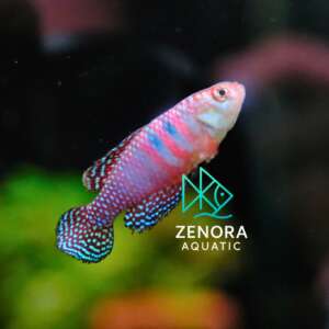 cá killi magnificus