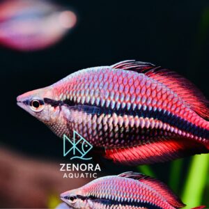 cá cầu vồng Goyder