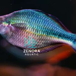 cá cầu vồng xanh indo