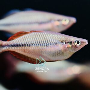 Cá cầu vồng vàng Tebera