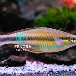 cá cầu vồng Valheurni