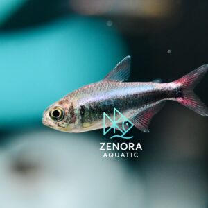 Cá Bleeding Blue Tetra
