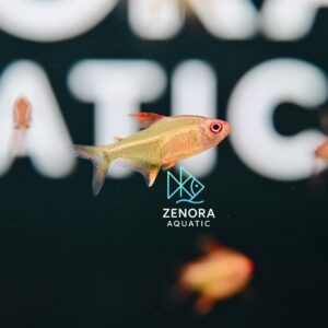 Bolivian Orange Lemon Tetra