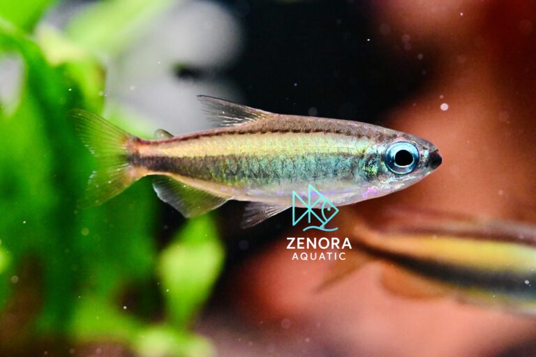 Cá Blue Eyed Congo Tetra
