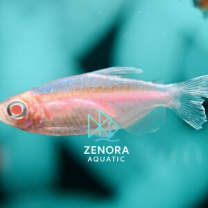 Cá Congo Tetra Albino