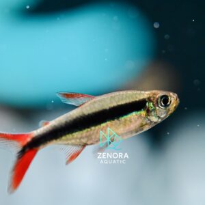 Cá Cánh Cụt Đuôi Đỏ