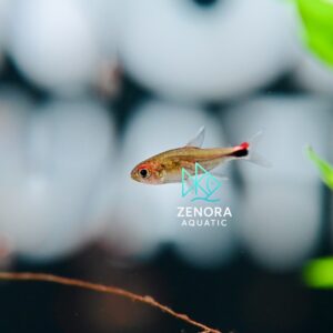 Cá Ruby Tetra