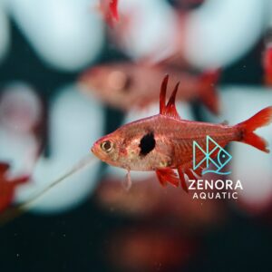 Cá Red Phantom Tetra