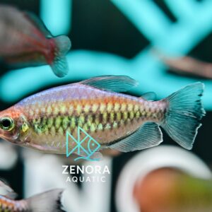 Cá Congo Tetra