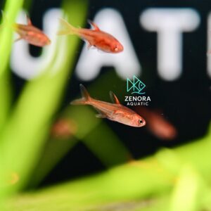Ember Tetra