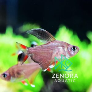Cá White Fin Rosy Tetra