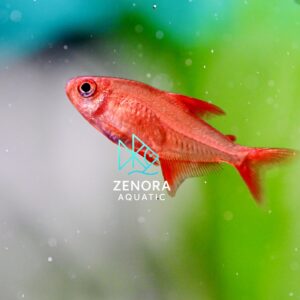 Cá Red Cherry Tetra
