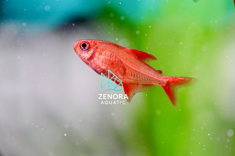 Cá Red Cherry Tetra