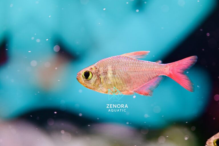 cá columbian tetra