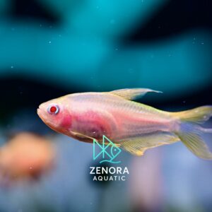 Cá Neon Hoàng Đế Emperor Albino Tetra