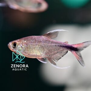 cá phoenix tetra