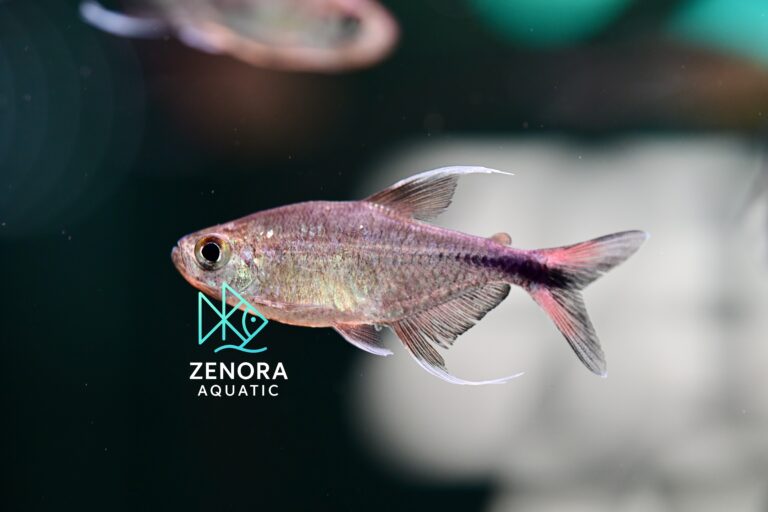 cá phoenix tetra