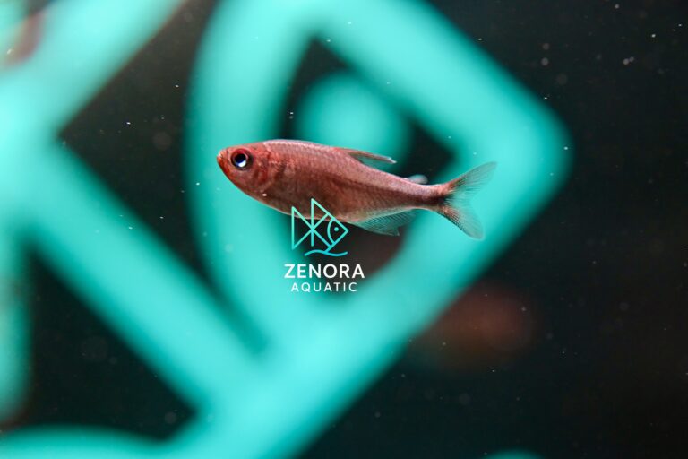 Cá Wadai Tetra